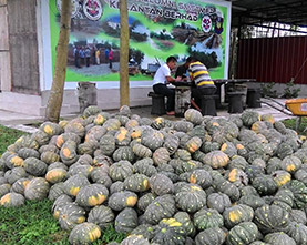 pertanian-labu pertanian-labu